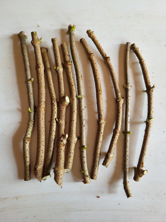 American Elderberry Sambucus Nigra Cuttings 10 cuttings live cuttings
