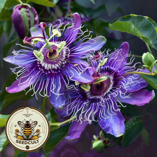 10 Purple Passion Flower Vine Seeds, Passiflora Incarnata, Maypop, PF0310
