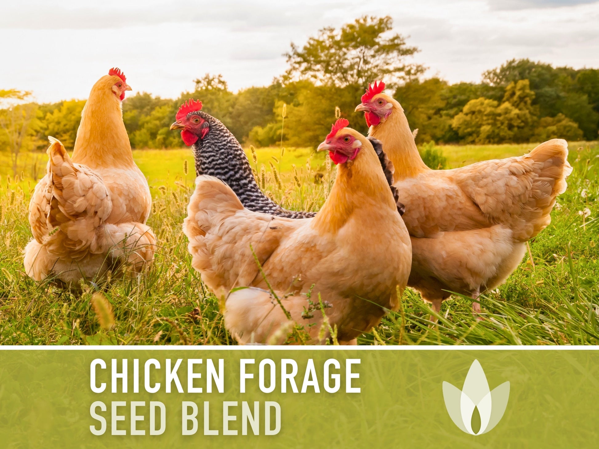 Chicken Forage Blend Heirloom Seeds - 1 Ounce, Omega 3, Backyard Chickens, Sprouting Seeds, Microgreens, Cover Crop, Open Pollinated Non-GMO