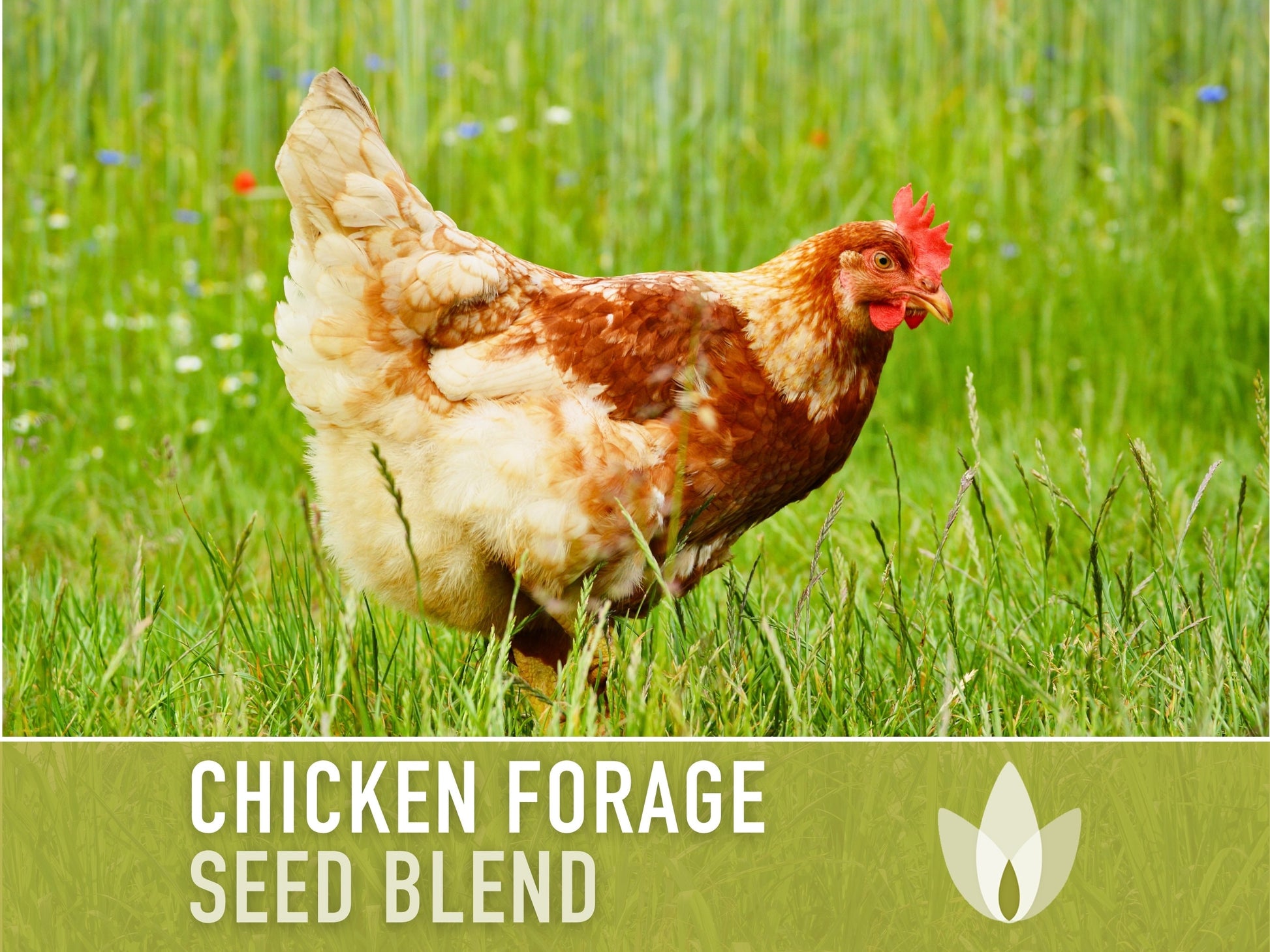 Chicken Forage Blend Heirloom Seeds - 1 Ounce, Omega 3, Backyard Chickens, Sprouting Seeds, Microgreens, Cover Crop, Open Pollinated Non-GMO