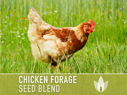Chicken Forage Blend Heirloom Seeds - 1 Ounce, Omega 3, Backyard Chickens, Sprouting Seeds, Microgreens, Cover Crop, Open Pollinated Non-GMO