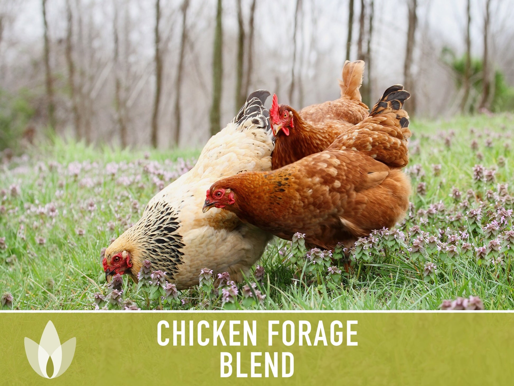 Chicken Forage Blend Heirloom Seeds - 1 Ounce, Omega 3, Backyard Chickens, Sprouting Seeds, Microgreens, Cover Crop, Open Pollinated Non-GMO