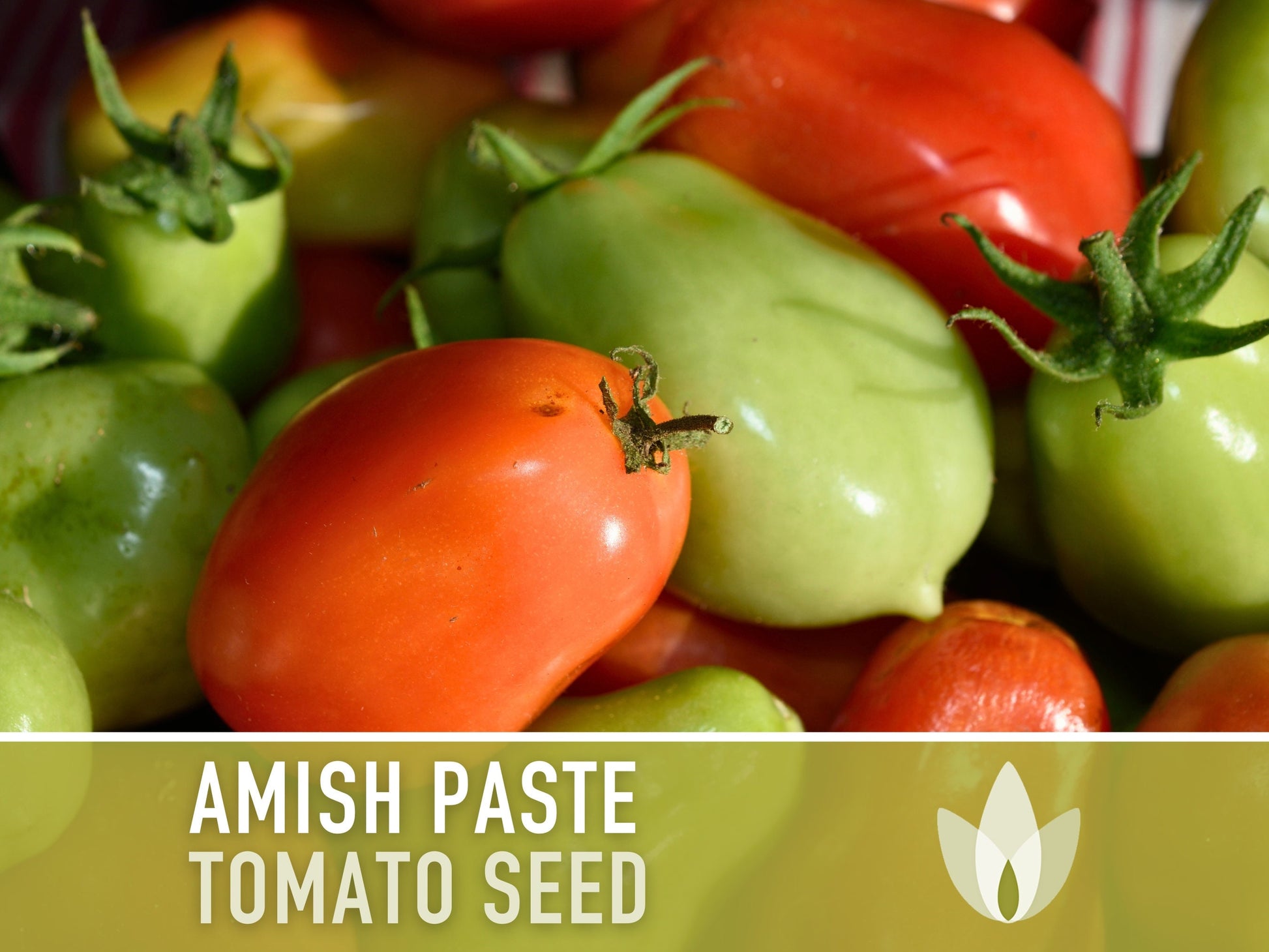 Amish Paste Tomato - 30 Seeds - Heirloom Tomato, Large Paste Tomato, Sauce Tomato, Plum Tomato, Oxheart Tomato, Homemade Catsup, OP, Non-GMO
