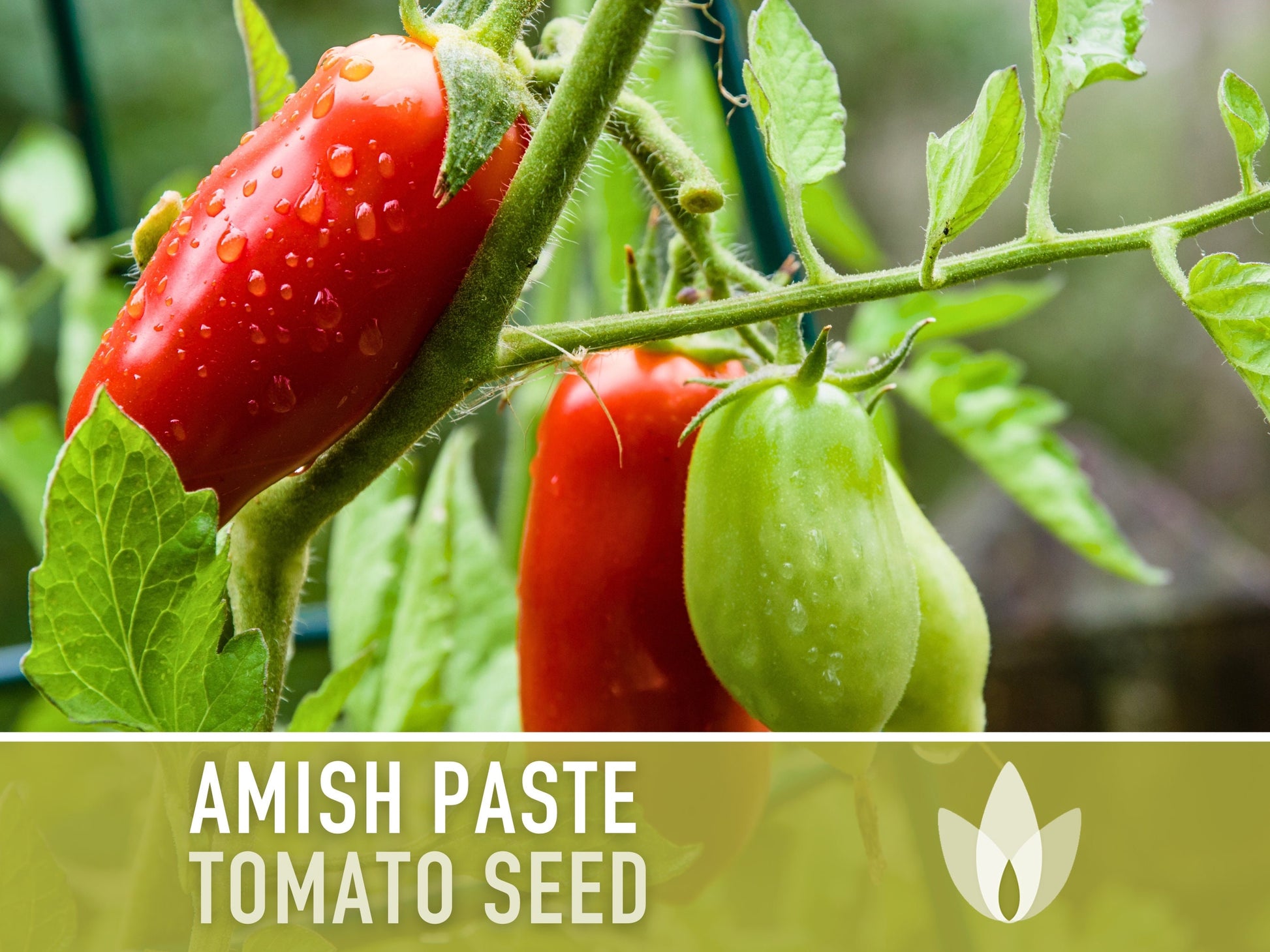 Amish Paste Tomato - 30 Seeds - Heirloom Tomato, Large Paste Tomato, Sauce Tomato, Plum Tomato, Oxheart Tomato, Homemade Catsup, OP, Non-GMO