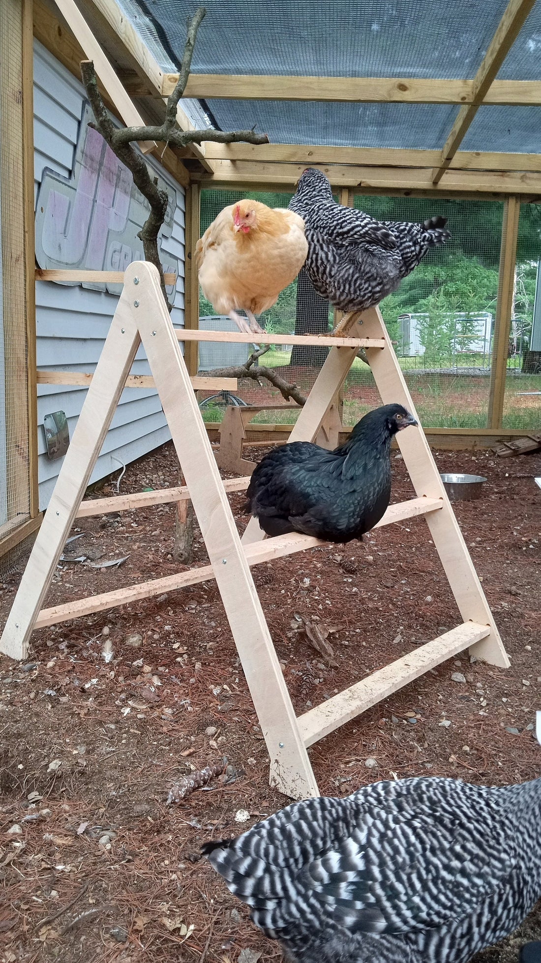 Chicken Roost