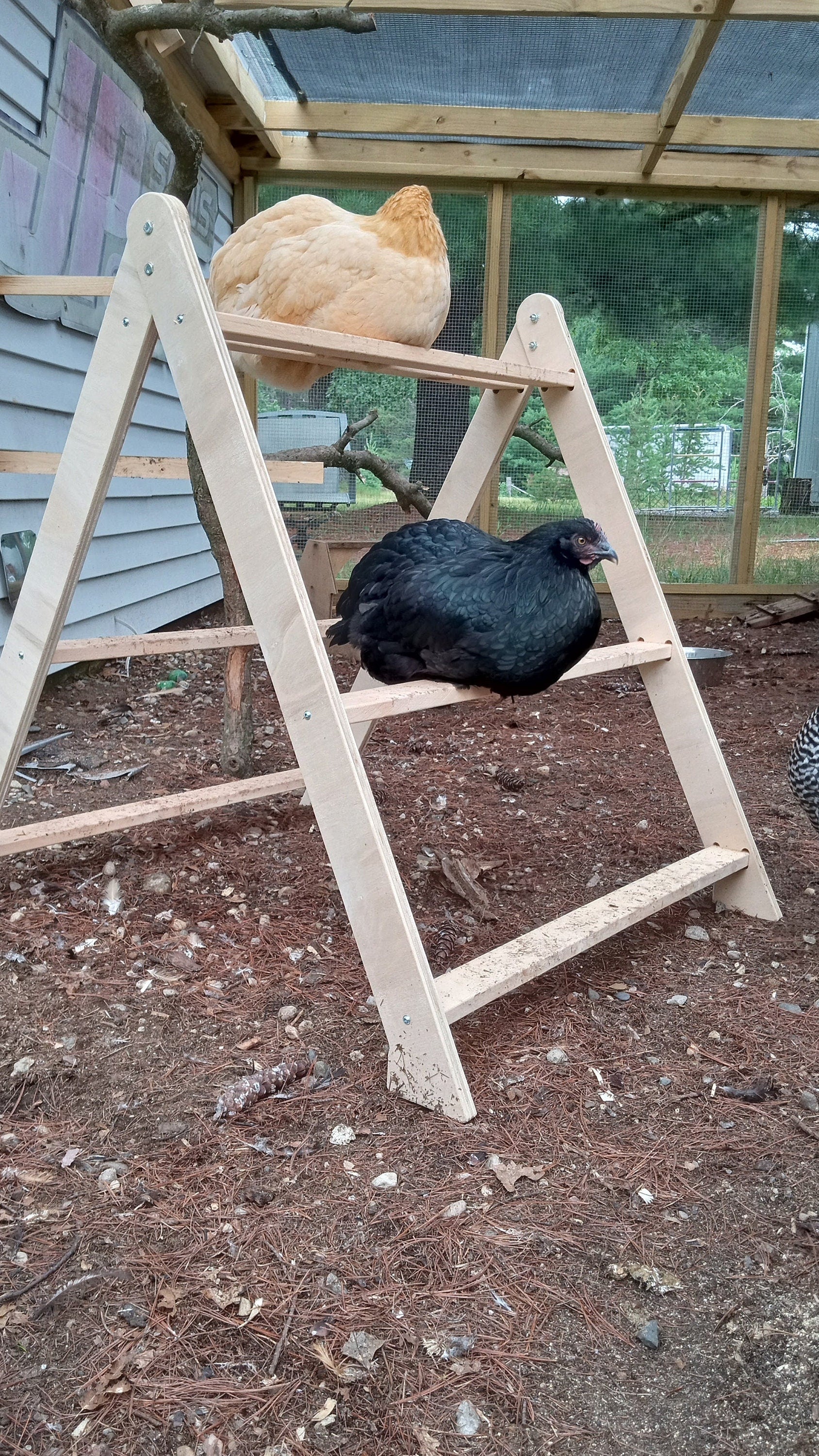 Chicken Roost