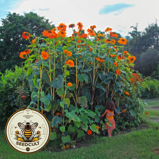 40 Orange Mexican Sunflower Seeds, Orange Torch, Tithonia Rotundifolia TI0140