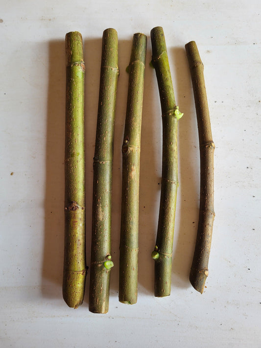 Black Mission Fig - Unrooted 5 Cuttings