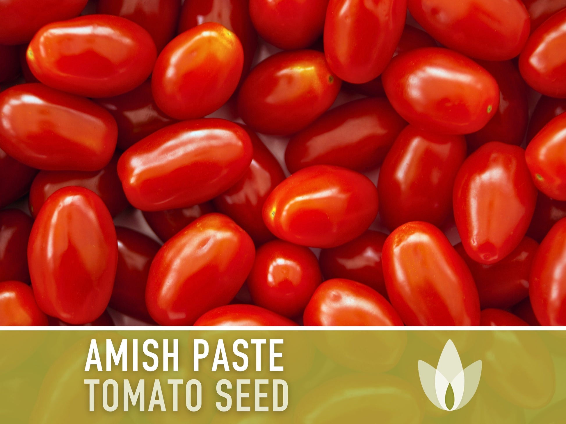 Amish Paste Tomato - 30 Seeds - Heirloom Tomato, Large Paste Tomato, Sauce Tomato, Plum Tomato, Oxheart Tomato, Homemade Catsup, OP, Non-GMO