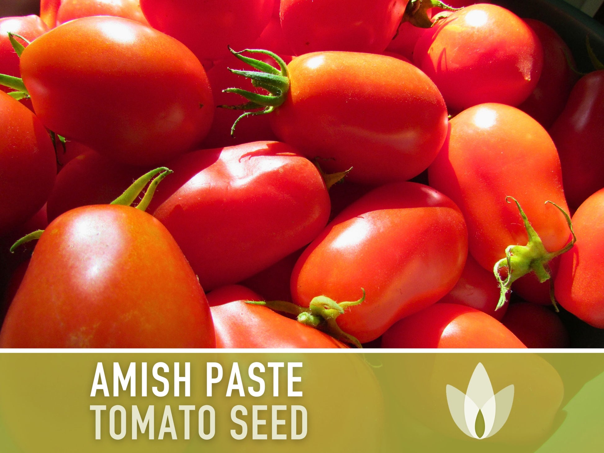 Amish Paste Tomato - 30 Seeds - Heirloom Tomato, Large Paste Tomato, Sauce Tomato, Plum Tomato, Oxheart Tomato, Homemade Catsup, OP, Non-GMO