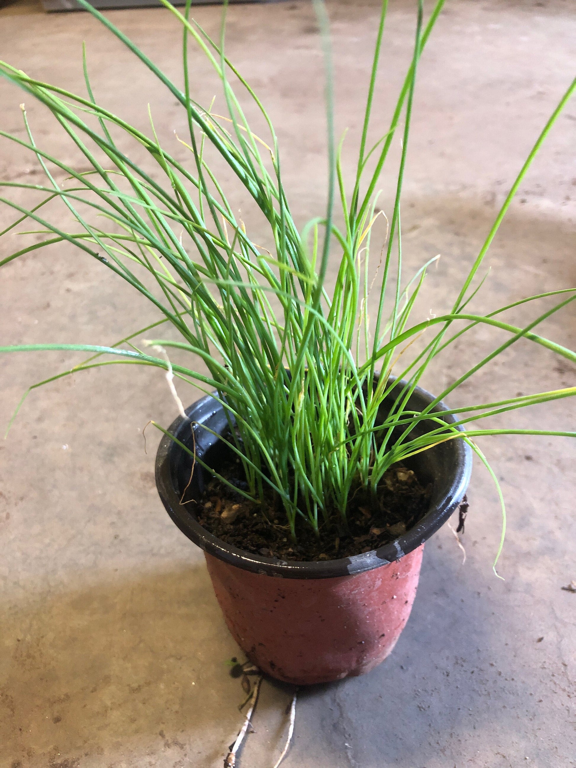 20+ Brown Root Garlic Chive Plants, Herbs, Organic Grow
