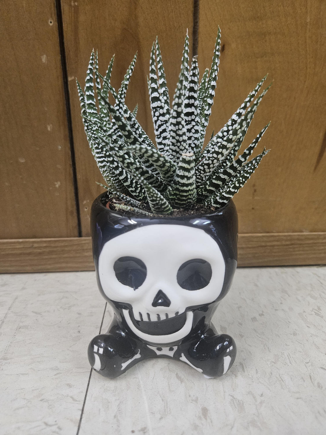 Halloween Monster Pots with Haworthia! Skeleton, Frankenstein, or a Mummy!