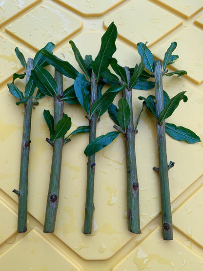 Free Shipping - Pomegranate (5) Cuttings from Mature Tree Plant
