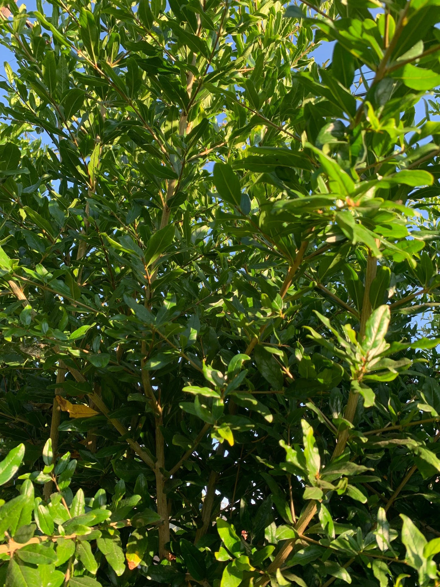 Free Shipping - Pomegranate (5) Cuttings from Mature Tree Plant
