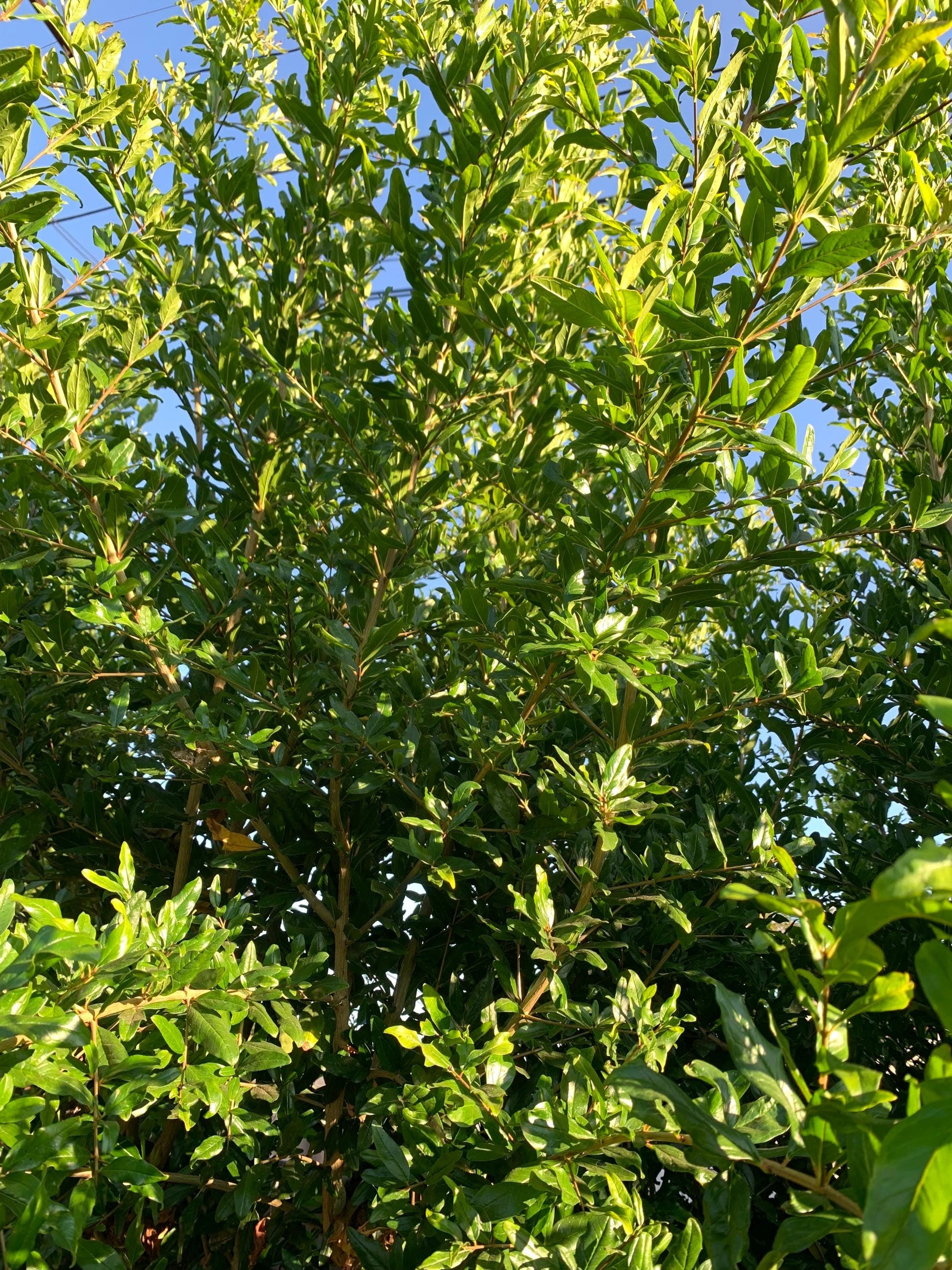 Free Shipping - Pomegranate (5) Cuttings from Mature Tree Plant