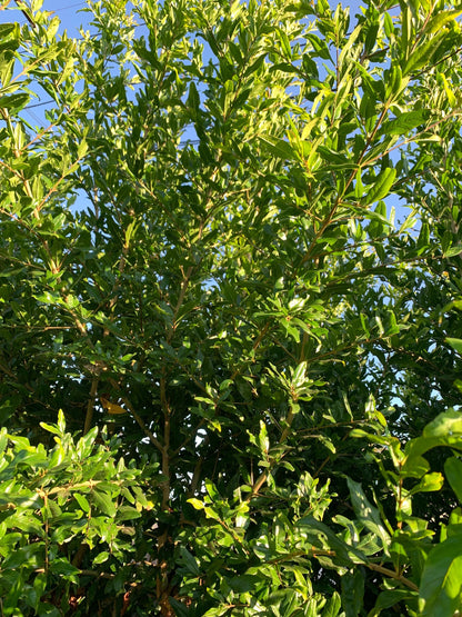 Free Shipping - Pomegranate (5) Cuttings from Mature Tree Plant