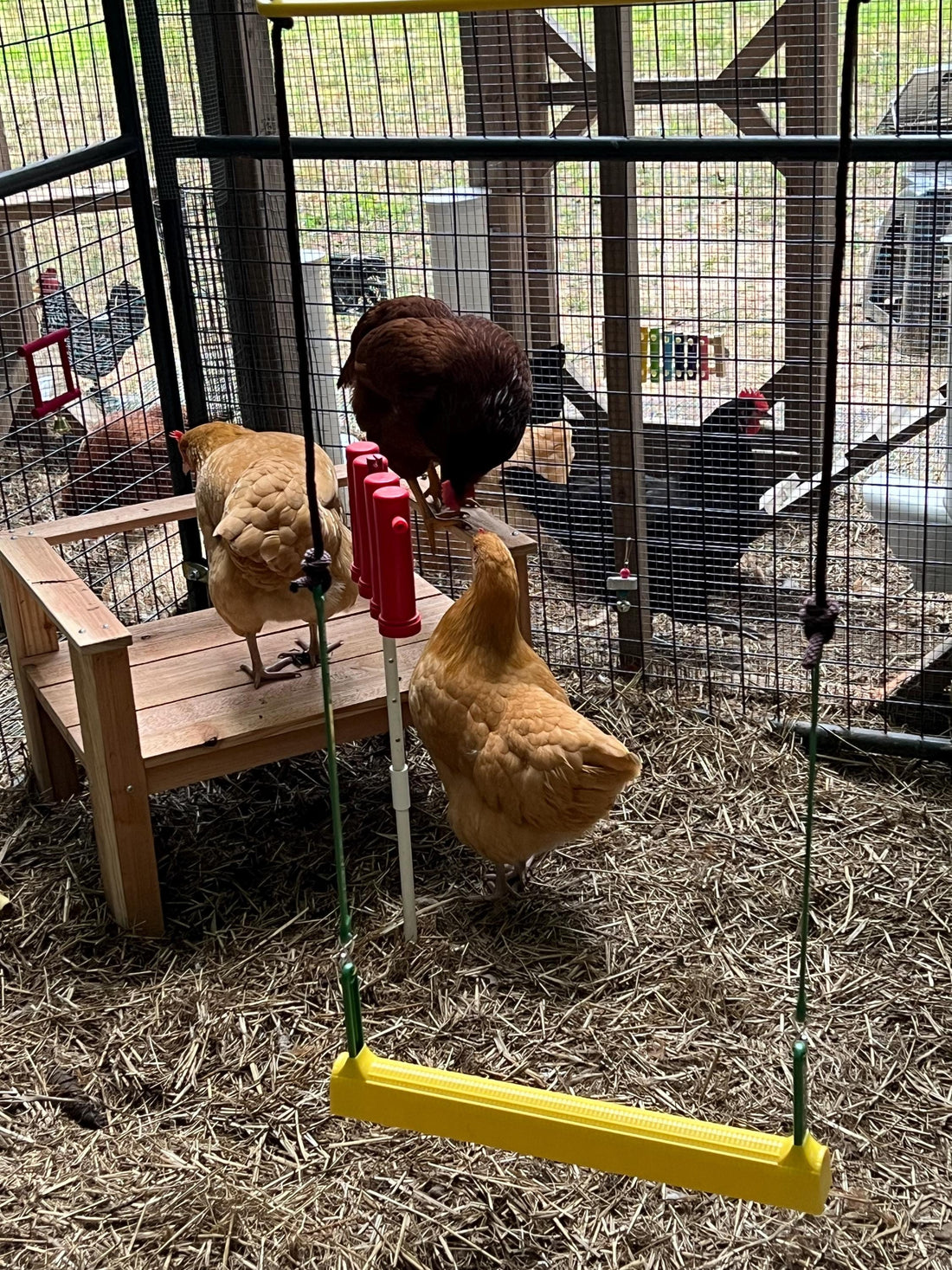 Chicken Swing Poultry Run Rooster Hens Chicks Pet Parrots Entertainment cooped up/unable to free range due to weather/predators/ordinances