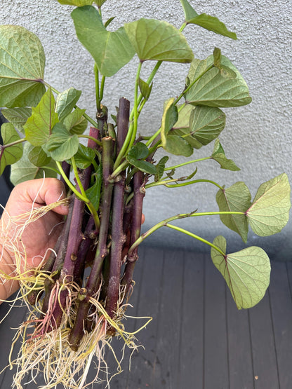 12 organic well rooted Murasaki- Imo/Japanese Purple Sweet Potato cuttings for propagation