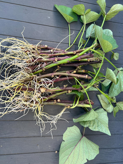 12 organic well rooted Murasaki- Imo/Japanese Purple Sweet Potato cuttings for propagation