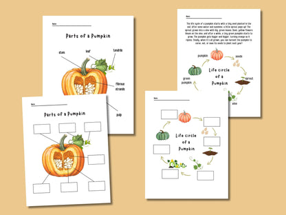 Pumpkin Unit Study, Educational Activities for Preschool, Science, Life Cycle, Anatomy, Homeschool, Montessori,Fall worksheet