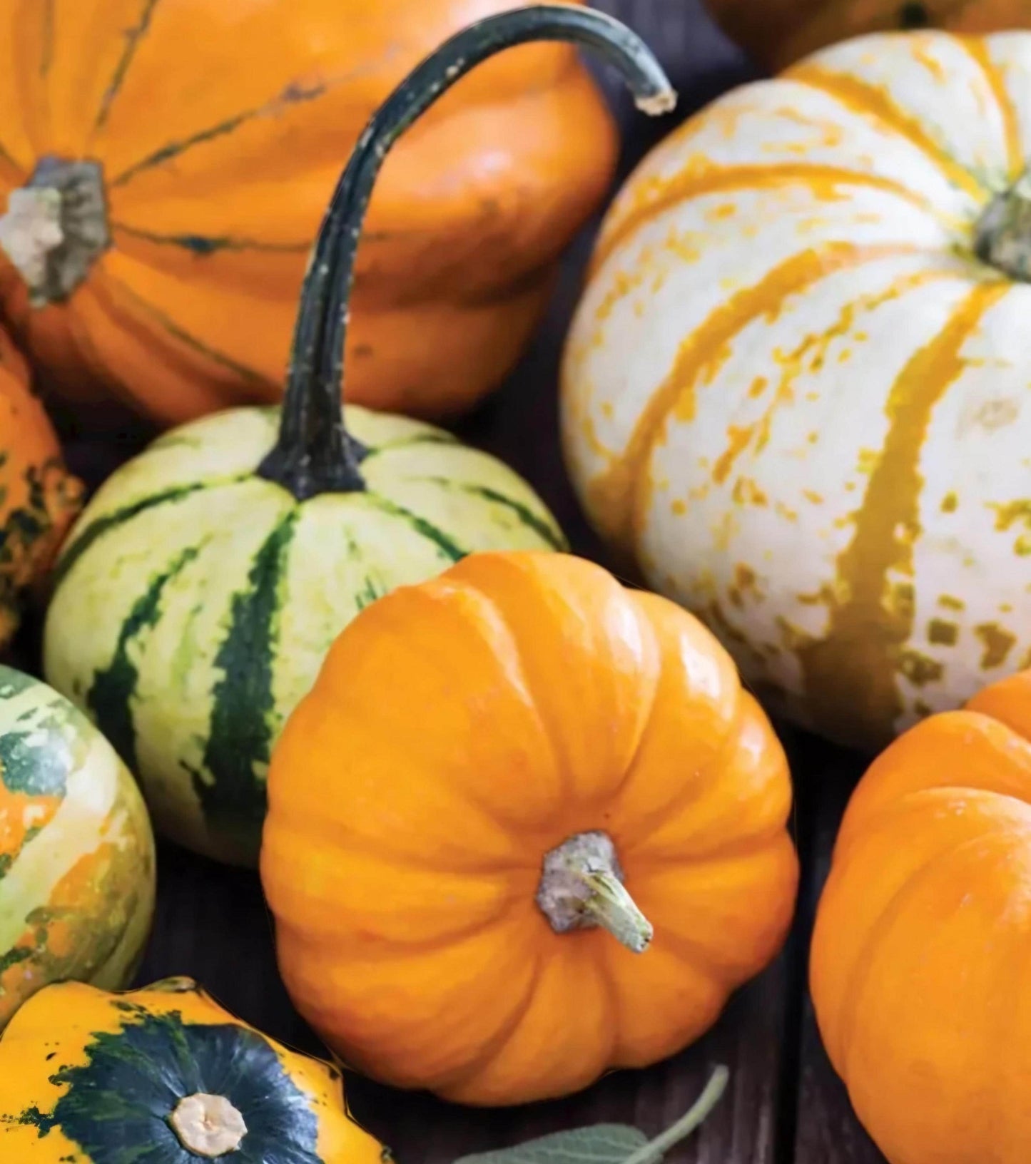 Mixed Pumpkin Seeds, Over 20 Different Types of Pumpkins, Non GMO, Organic