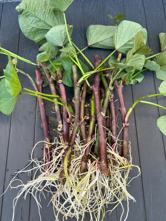 12 organic well rooted Murasaki- Imo/Japanese Purple Sweet Potato cuttings for propagation