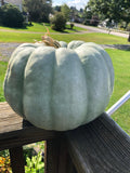 Jarrahdale, Pumpkin, Winter squash, Organic Heirloom Vegetable & Herb Seeds Non-GMO Rare Seed Varieties Bulk Pollinator-Friendly Garden Seed