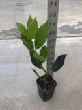 A bay leave tree/Laurus nobilis/live in a 3’’ pot/ 8”-10”high