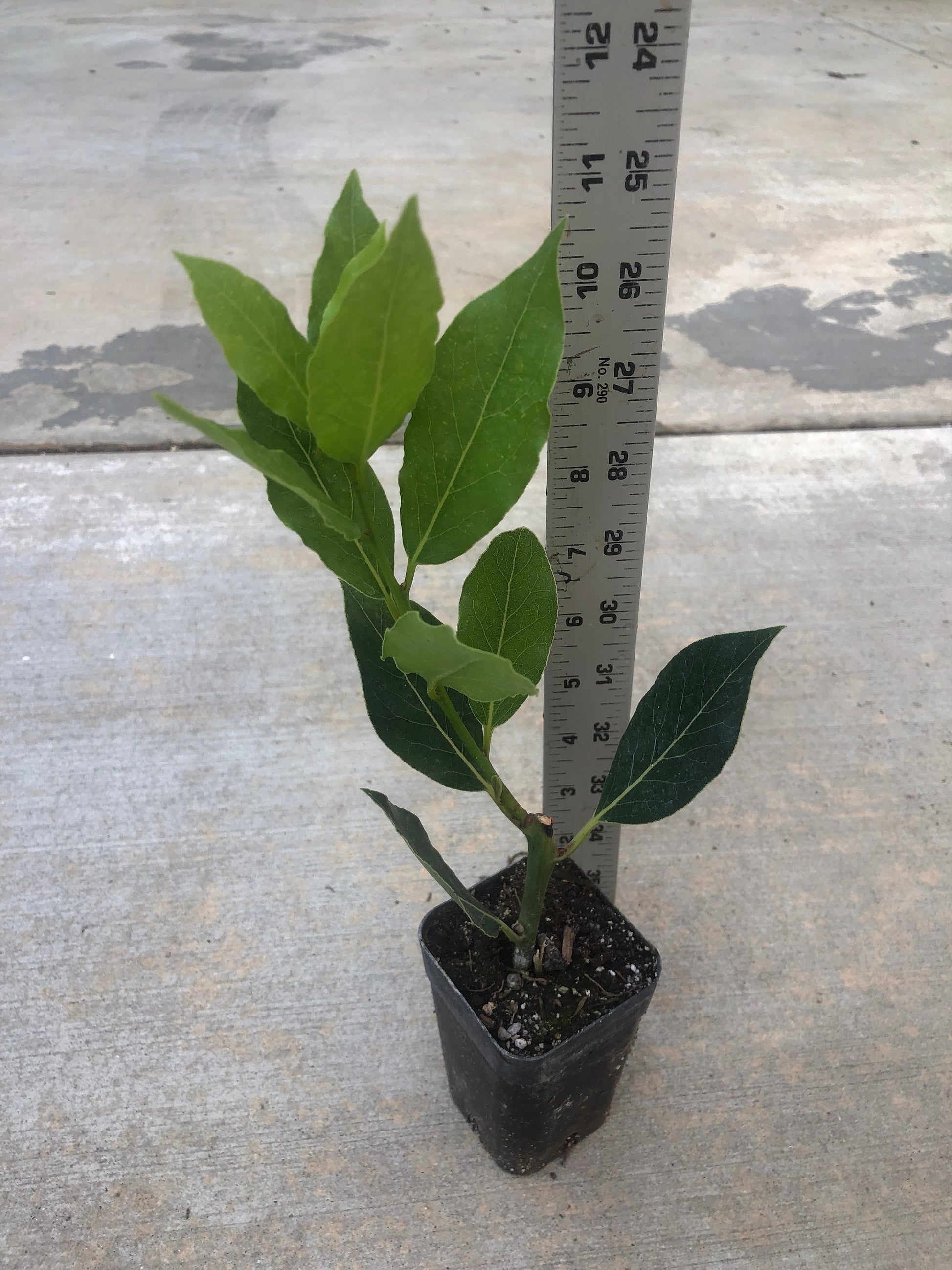 A bay leave tree/Laurus nobilis/live in a 3’’ pot/ 8”-10”high