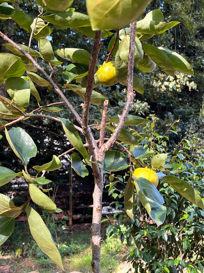 Grafting Cutting 3 pieces | Super Challenging | Fuyu Persimmon Tree Plant Edible Fruit