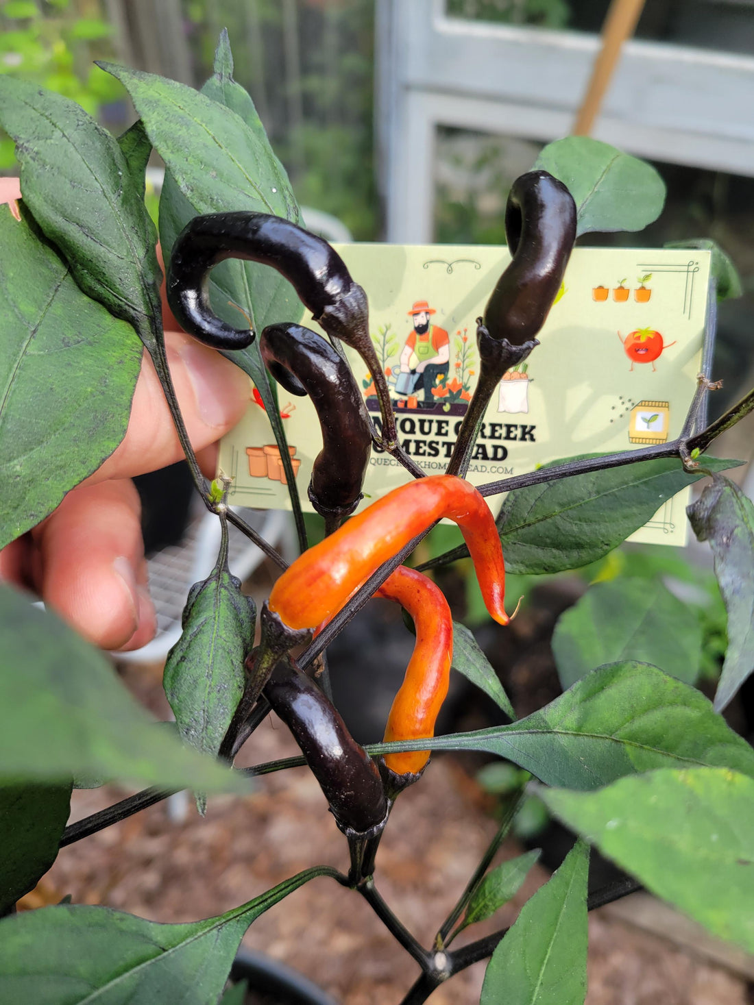 RARE Thai HALLOWEEN Chili Pepper Seeds Zombie Fingers Reaching Upwards 100,000+ Scoville Unique Creek Homestead Rare Exotic Chili Peppers