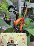 RARE Thai HALLOWEEN Chili Pepper Seeds Zombie Fingers Reaching Upwards 100,000+ Scoville Unique Creek Homestead Rare Exotic Chili Peppers