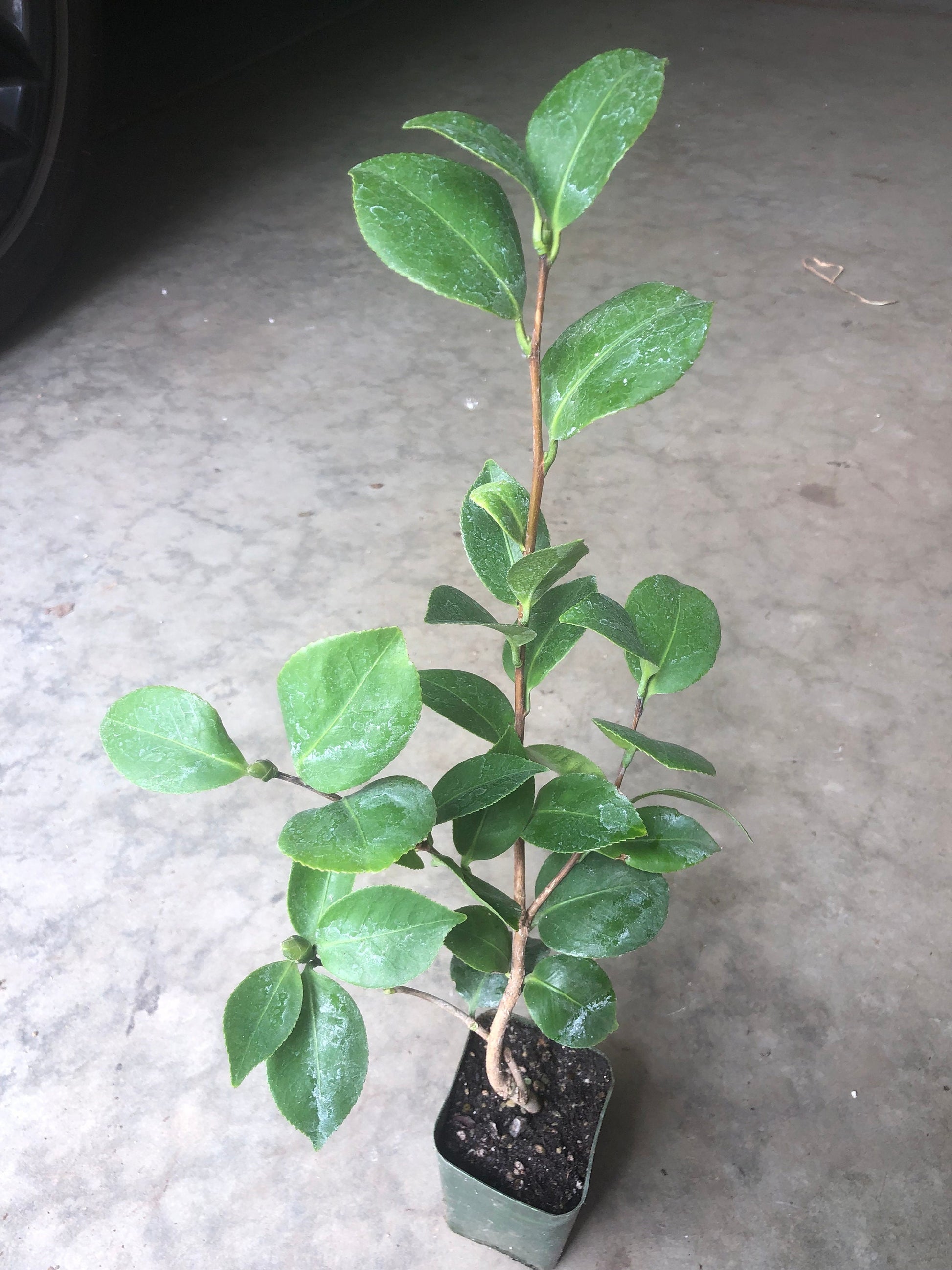 A Camellia Japonica Plant in a 4”pot / Red/white/pink