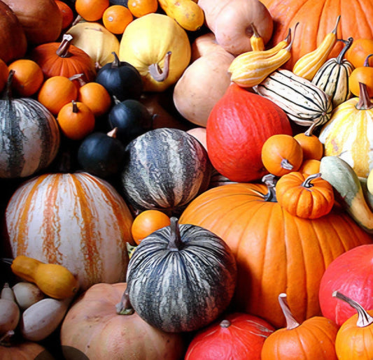 Mixed Pumpkin Seeds, Over 20 Different Types of Pumpkins, Non GMO, Organic