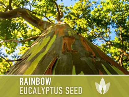 Eucalyptus Rainbow Gum Tree - 100 Seeds - Heirloom Seeds, Indonesian Gum, Fast Growing, Ornamental, Shade Tree, Eucalyptus Deglupta, Non-GMO