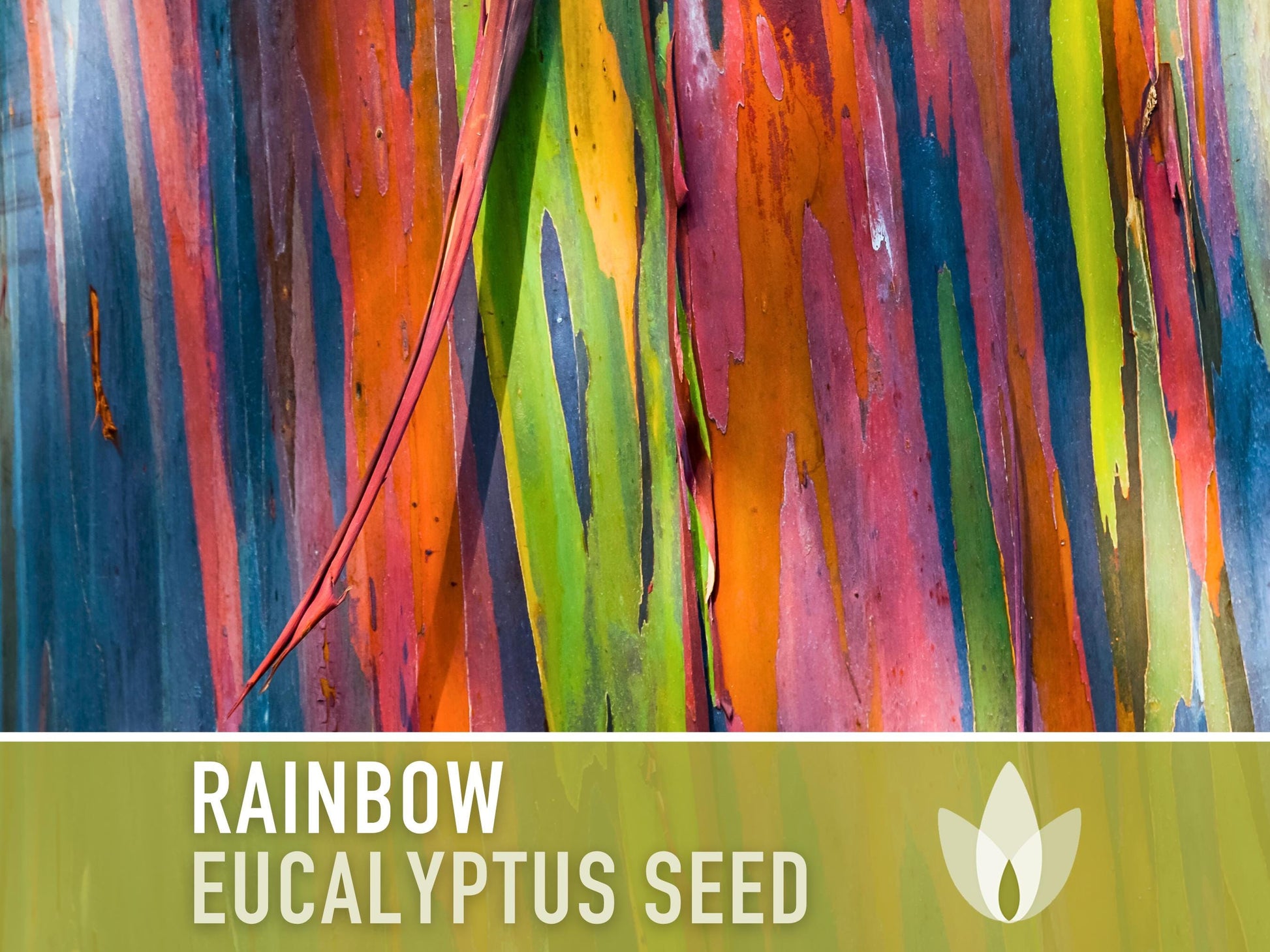 Eucalyptus Rainbow Gum Tree - 100 Seeds - Heirloom Seeds, Indonesian Gum, Fast Growing, Ornamental, Shade Tree, Eucalyptus Deglupta, Non-GMO