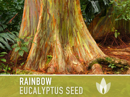Eucalyptus Rainbow Gum Tree - 100 Seeds - Heirloom Seeds, Indonesian Gum, Fast Growing, Ornamental, Shade Tree, Eucalyptus Deglupta, Non-GMO