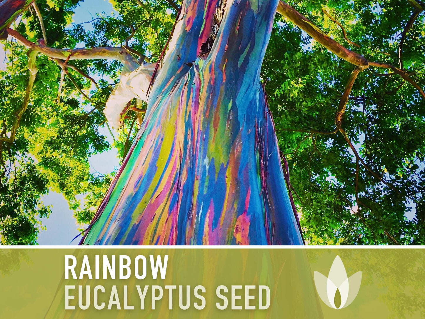 Eucalyptus Rainbow Gum Tree - 100 Seeds - Heirloom Seeds, Indonesian Gum, Fast Growing, Ornamental, Shade Tree, Eucalyptus Deglupta, Non-GMO