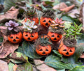 Mini Halloween Succulent: Spooky Jack O' Lantern Plant Decor