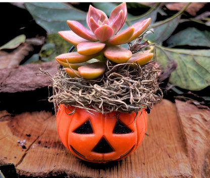 Mini Halloween Succulent: Spooky Jack O' Lantern Plant Decor