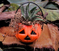 Mini Halloween Succulent: Spooky Jack O' Lantern Plant Decor