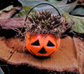 Mini Halloween Succulent: Spooky Jack O' Lantern Plant Decor