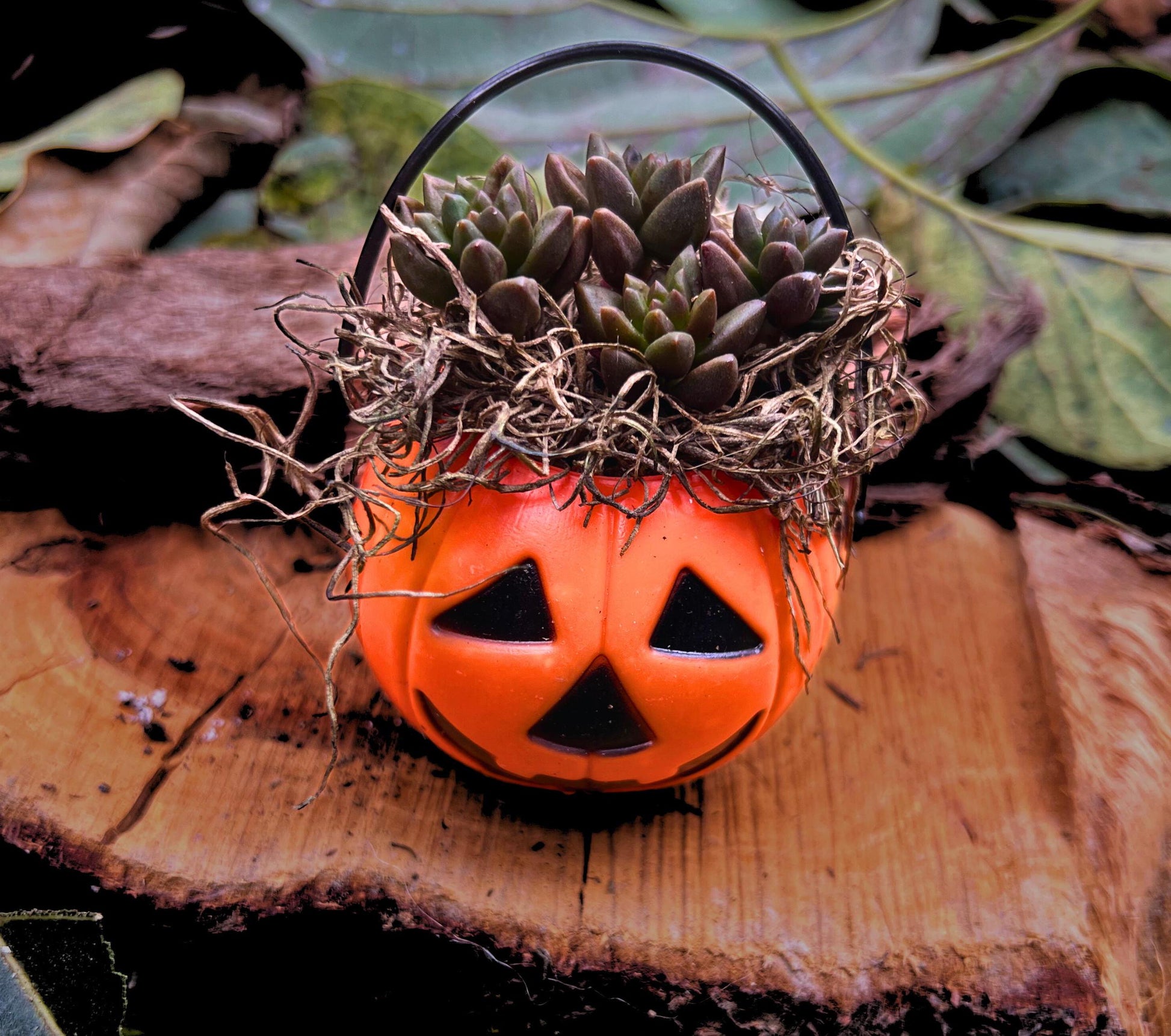 Mini Halloween Succulent: Spooky Jack O' Lantern Plant Decor