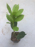 A bay leave tree/Laurus nobilis/live in a 3’’ pot/ 8”-10”high