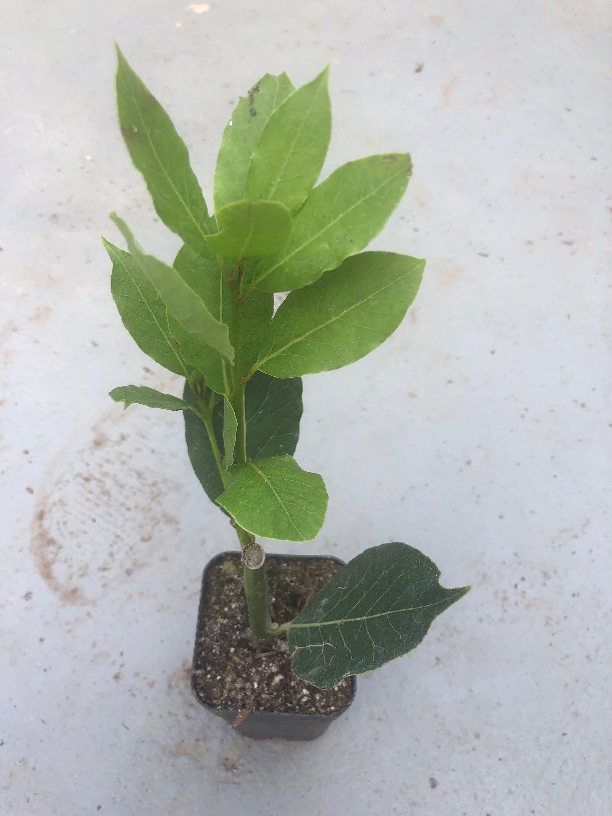 A bay leave tree/Laurus nobilis/live in a 3’’ pot/ 8”-10”high