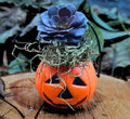 Mini Halloween Succulent: Spooky Jack O' Lantern Plant Decor
