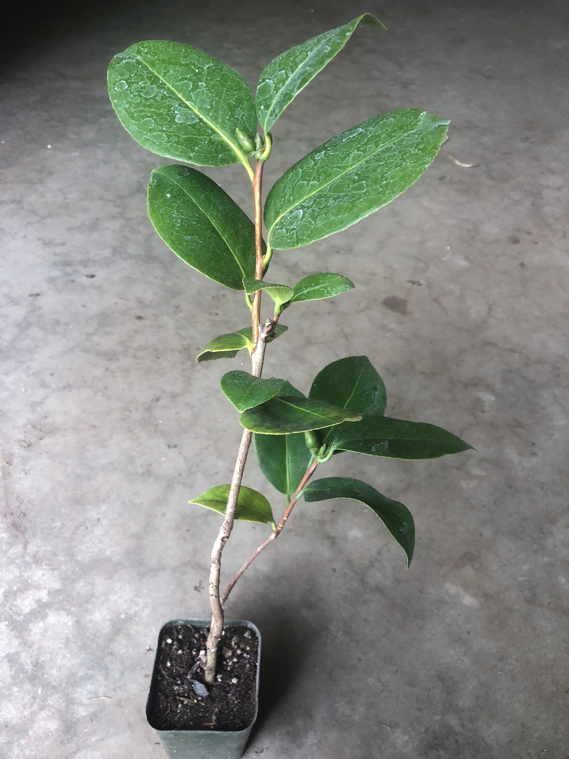 A Camellia Japonica Plant in a 4”pot / Red/white/pink