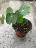2 Nasturtiums live plants in a 4” pot/ edible flower nasturtiums/ kaleidoscope mix/ NON-GMO