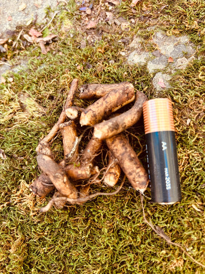 Comfrey Root Cuttings (Bocking 14) - 5 or 10 Root Pieces, Living Mulch, Medicinal, Soil Builder, Supports The Homestead Exchange