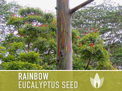 Eucalyptus Rainbow Gum Tree - 100 Seeds - Heirloom Seeds, Indonesian Gum, Fast Growing, Ornamental, Shade Tree, Eucalyptus Deglupta, Non-GMO
